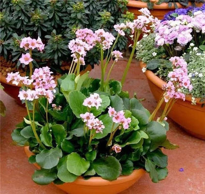 Antitussive Bergenin Extract Powder CAS NO. 477-90-7