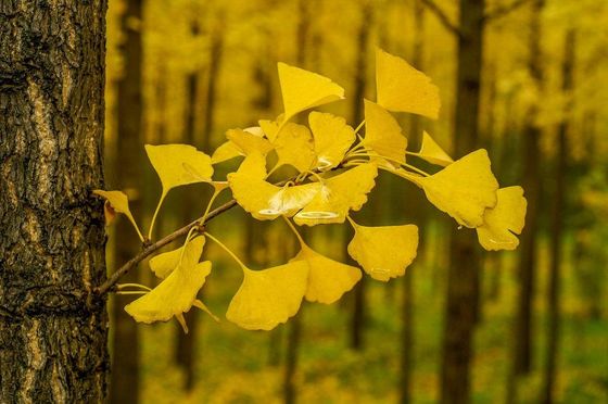 Raw Material Ginkgo Biloba Leaf Extract Ginkgolide Powder