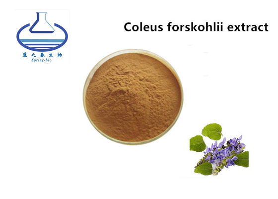 Forskolin Organic Licorice Extract , Coleus Forskohlii Root Extract 20%