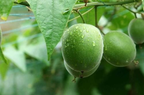 Mogroside V 25% 80% Pure Monk Fruit Extract Sweetener Brown Fine Powder
